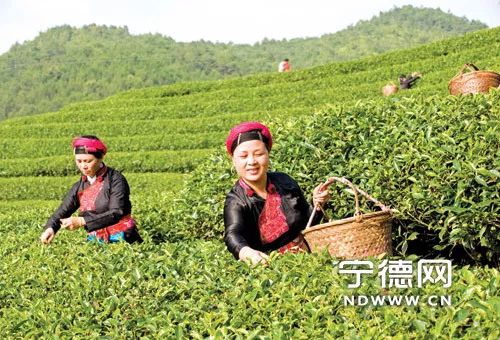 探索海珠区茶叶产业发展与振兴之路：从茶叶种植到市场推广全方位解析