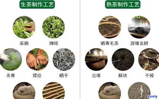 普洱茶品质的关键要素：从品种、制作工艺到存条件全方位解析