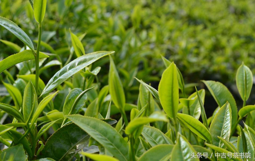 什么样的普洱茶才致癌