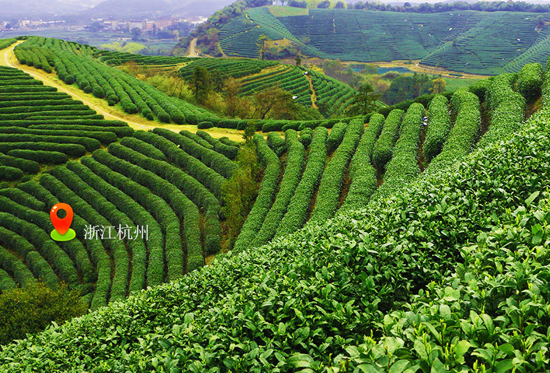 中国十大名茶的产地：探寻这些省份的茶文化魅力