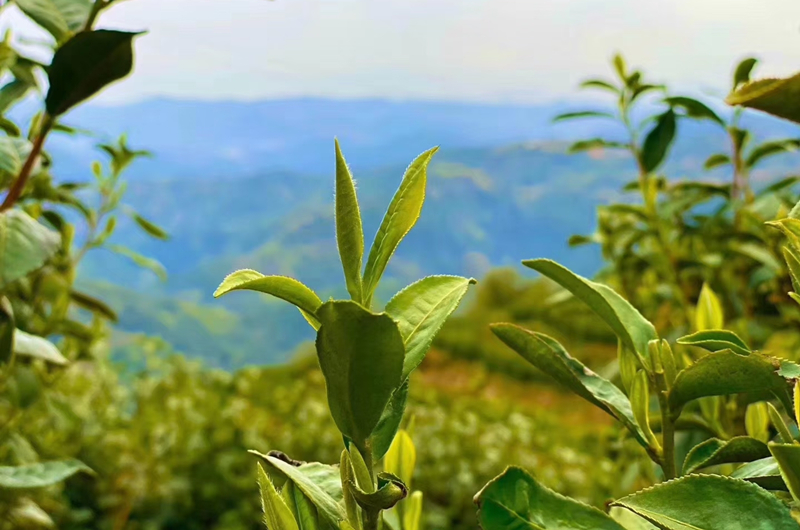 中国十大名茶的产地：探寻这些省份的茶文化魅力