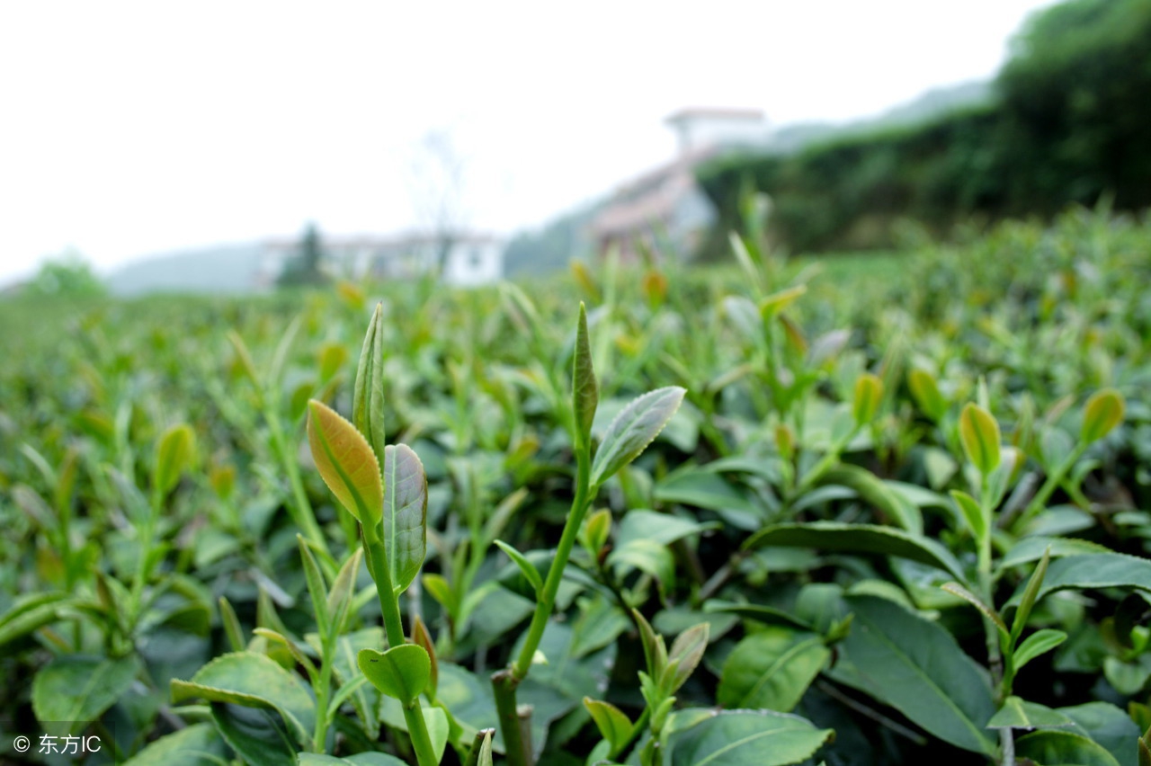 中国十大名茶盘点：品味文化精髓，了解各自特点与功效