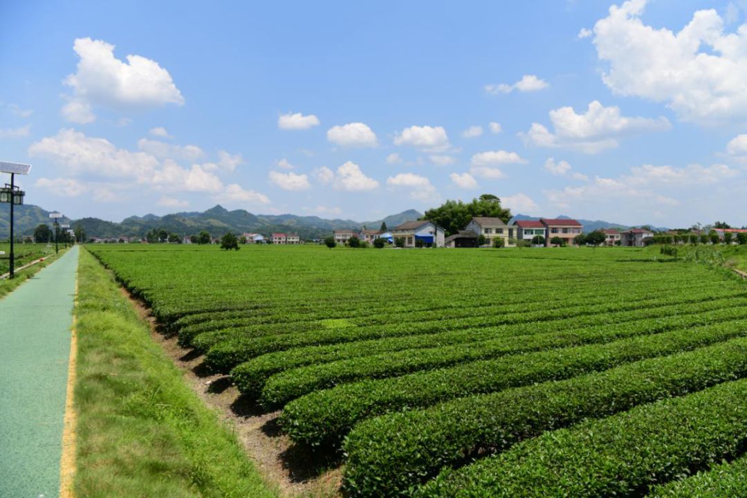 中国十大名茶盘点：品味文化精髓，了解各自特点与功效