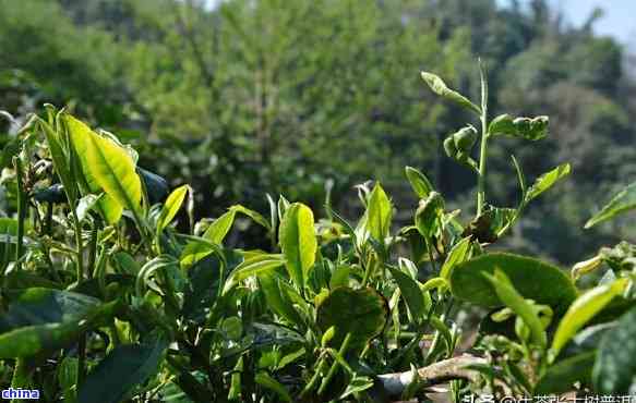 老班章春茶：古树茶与新工艺的完美融合，对比与其他普洱茶的区别在哪里？