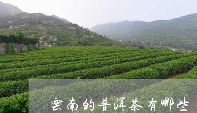 云南东南西北普洱茶特点