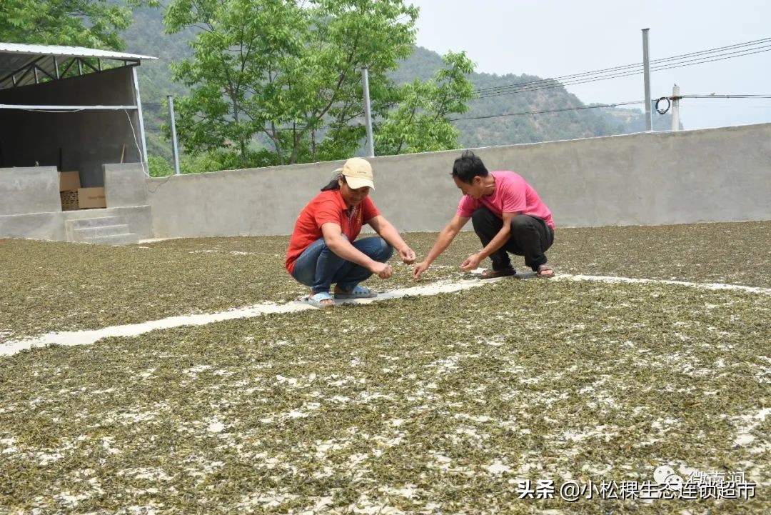 南涧古树茶的独特魅力与品鉴技巧：了解其历、品种、制作工艺及其口感特点