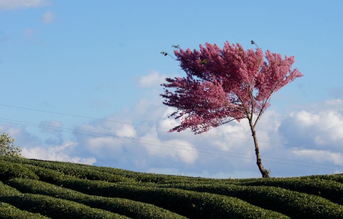 云南南涧茶厂价格表：云南南涧茶厂普洱茶哪款好？南涧茶叶公司生茶怎么样？