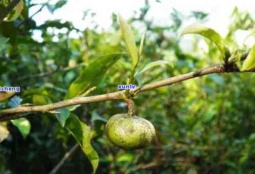 普洱茶树果的多种用途及其健益处：探索云南茶叶的神奇之处