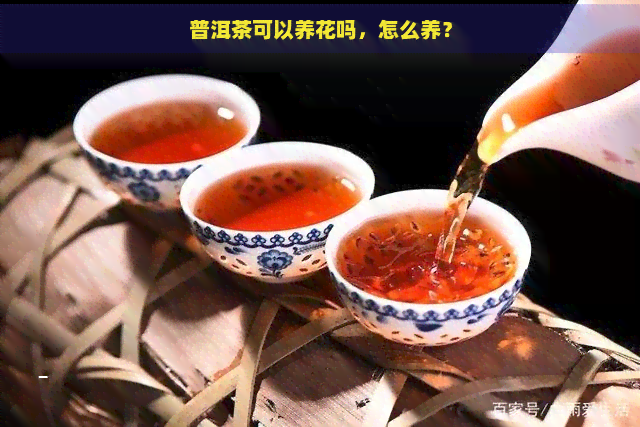 普洱茶能够浇花吗？有吗？能喝吗？