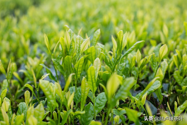 古树短芽：一种融合了自然韵味与独特风味的独特茶饮探索