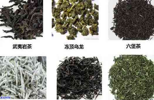 陕西安茶叶品种大解析：名茶与特色介绍