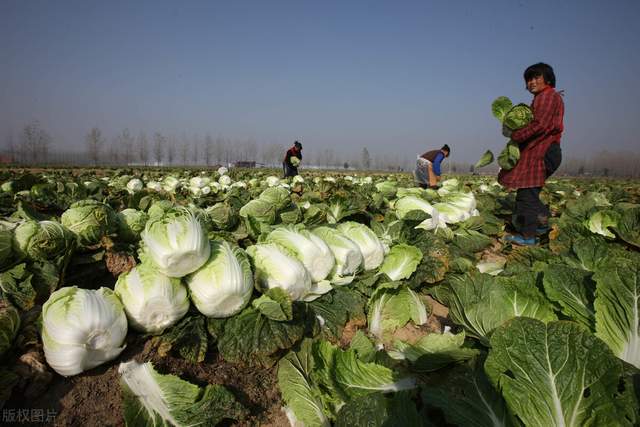 普洱茶大白菜系列价格、品种及介绍