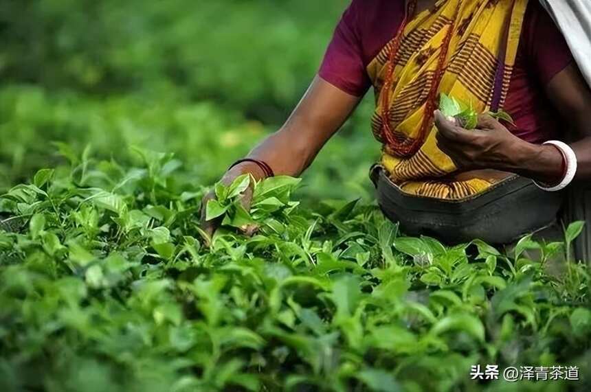 全球红茶产地探秘：哪里的红茶品种最丰富？