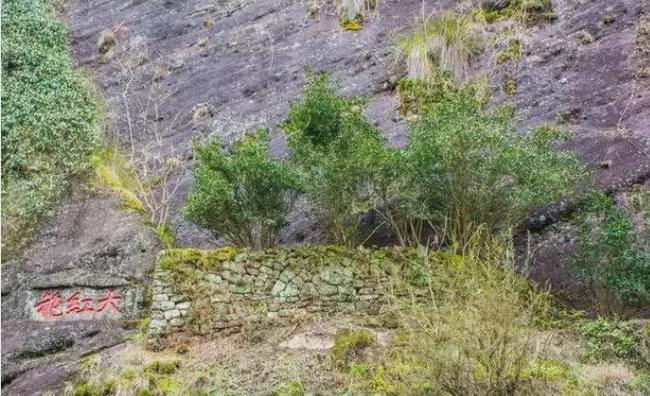 福建武夷山普洱茶