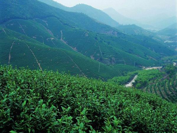 普洱茶属于红茶或绿茶