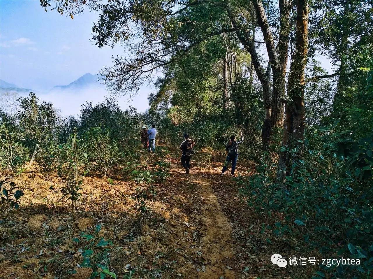 昔归古树茶山介绍：昔归古树茶的地理位置、价格及在哪个山头采摘。