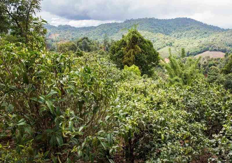 昔归古树茶山介绍：昔归古树茶的地理位置、价格及在哪个山头采摘。