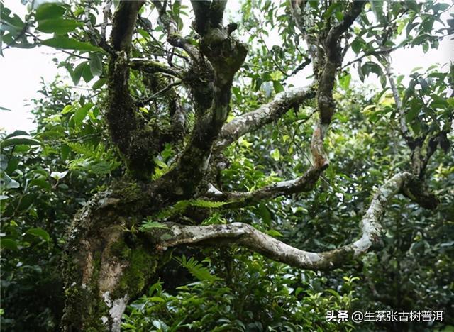 昔归古树茶山介绍：昔归古树茶的地理位置、价格及在哪个山头采摘。