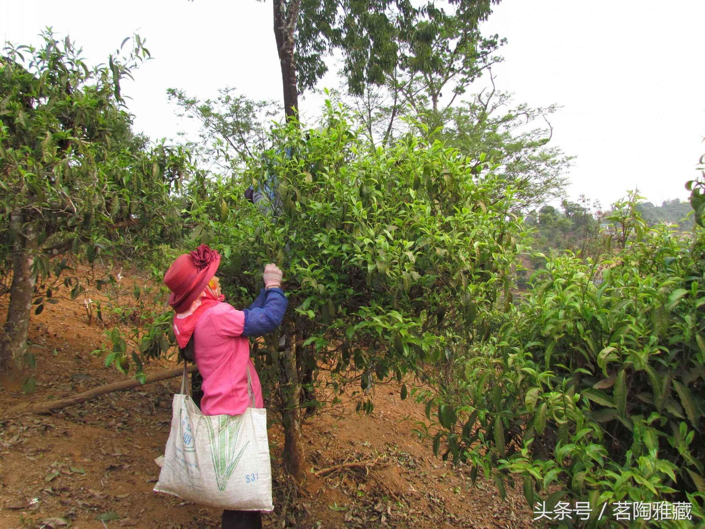 新 '昔归茶的原产地：揭秘那个出产更高品质昔归茶的神秘山头'