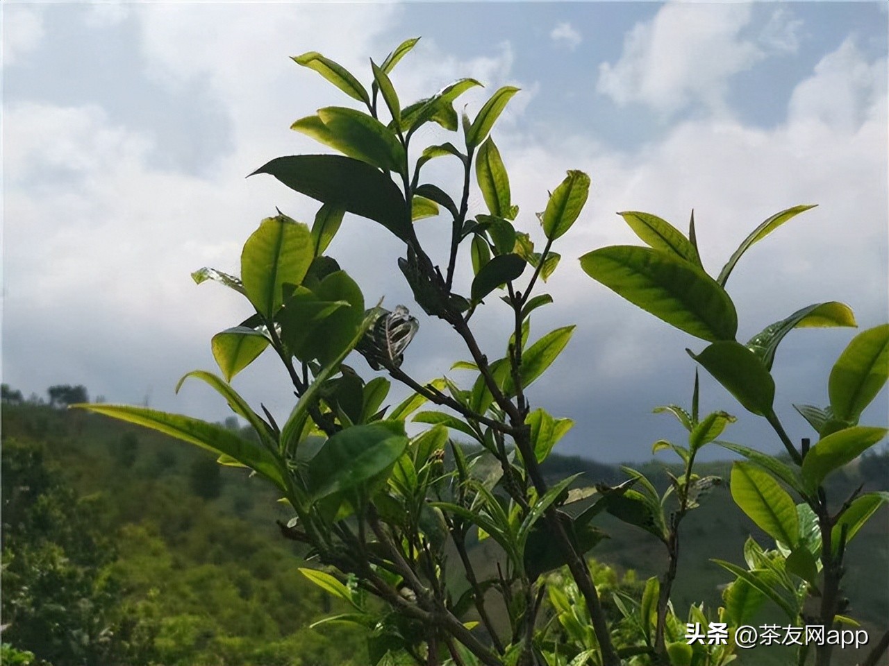 新 '昔归茶的原产地：揭秘那个出产更高品质昔归茶的神秘山头'