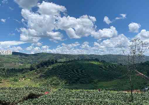 普洱大渡岗万亩茶园：云南生态绿宝石的魅力与创新