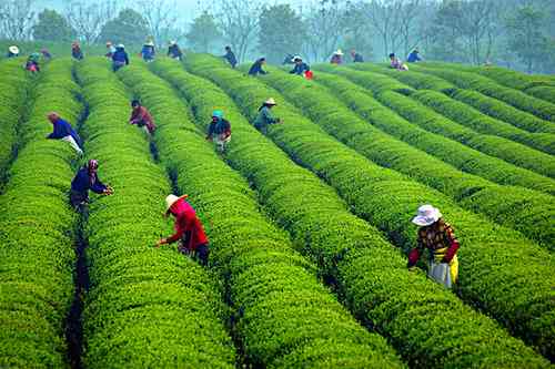 普洱茶采摘节及品尝建议