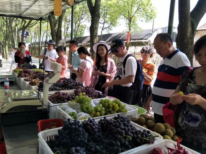 普洱茶采摘节及品尝建议