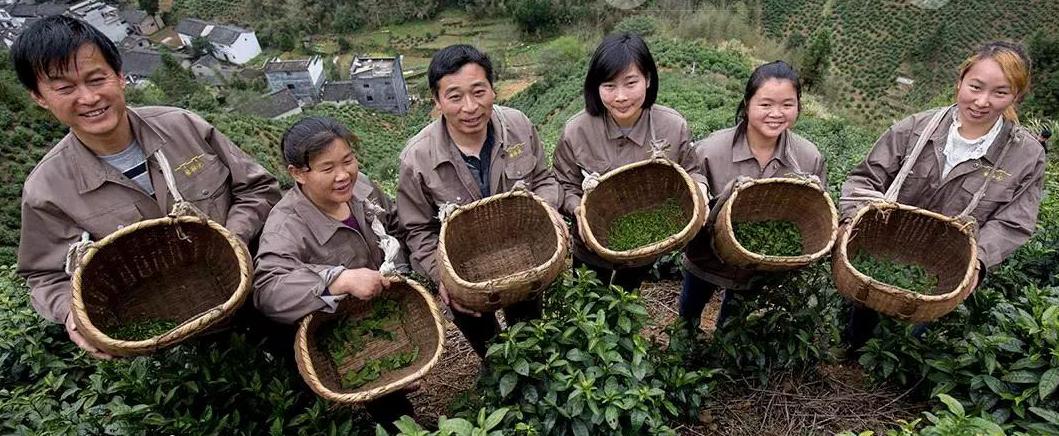 安徽名茶品种全面解析：了解各种茶叶的特点和产地