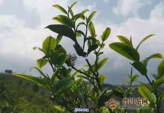 普洱茶马鞍山古树茶价格及口感特点