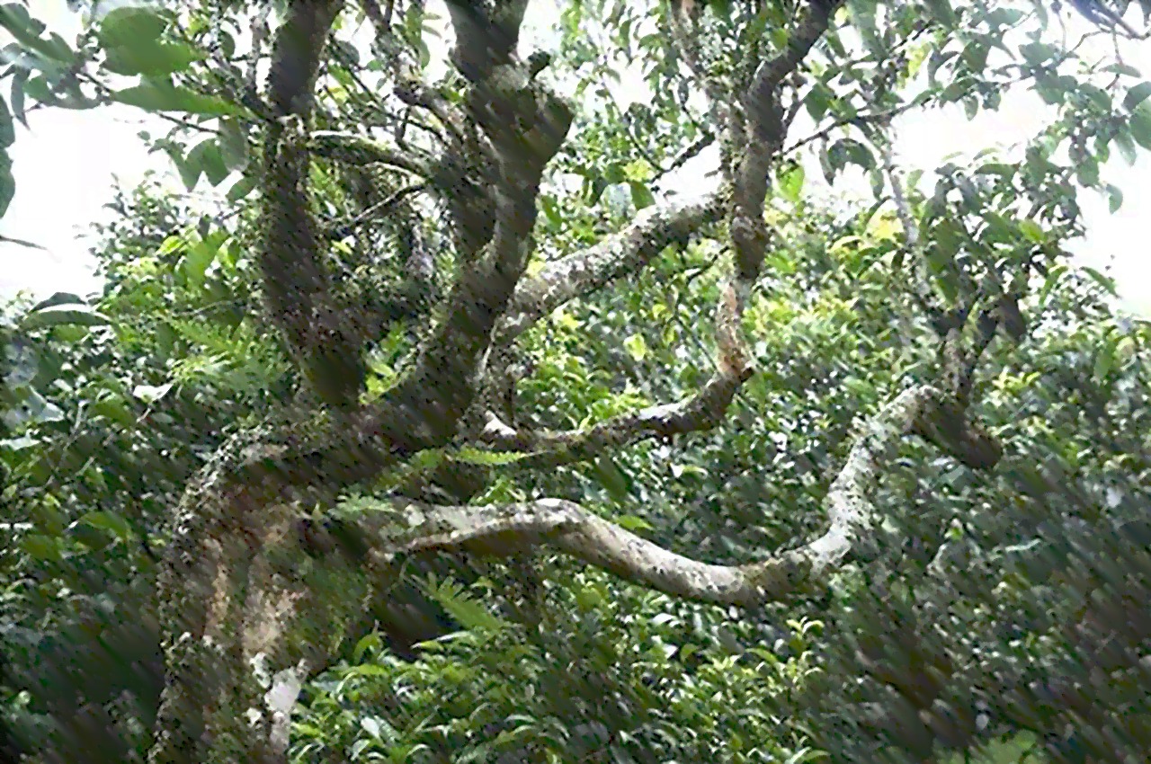 普洱茶马鞍山古树茶价格及口感特点