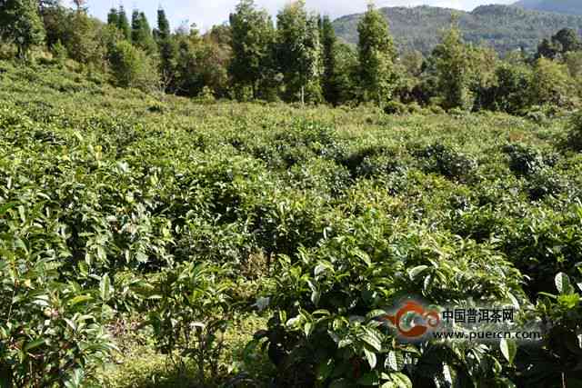 普洱茶马鞍山古树茶价格及口感特点