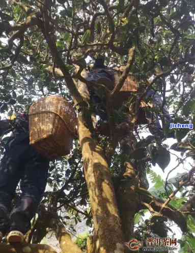 马鞍山普洱茶多少钱一斤价格表与古树茶信息