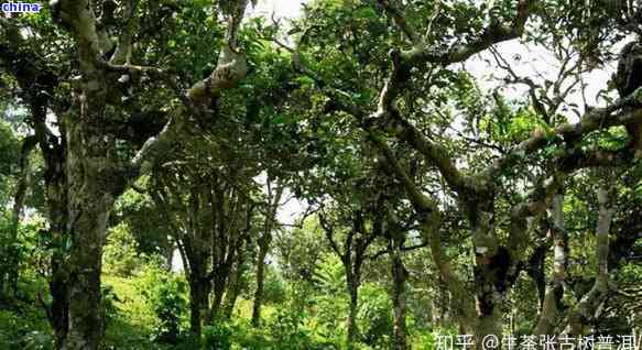 马鞍山古树茶：独特风味、醇厚口感与历传承