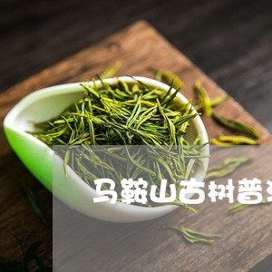 马鞍山古树普洱茶怎样冲泡