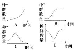 颈玉的串联数量限制：四个是否足够？