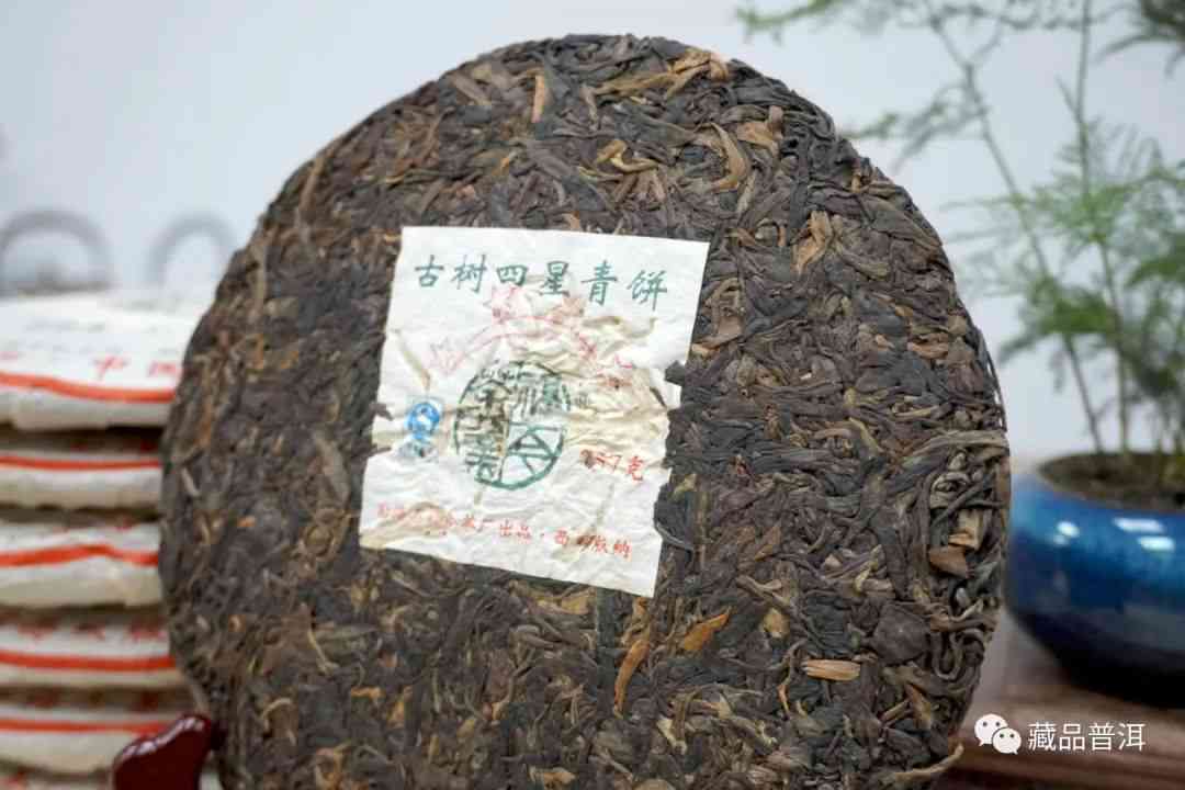 普洱茶在北方怎么养活：存与种植指南