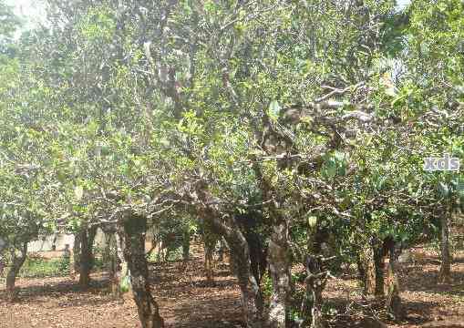 普洱茶在北方怎么养活：存与种植指南