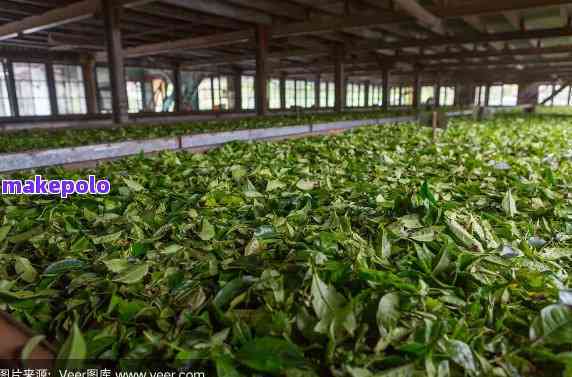 桥东熟普洱茶场地址大全