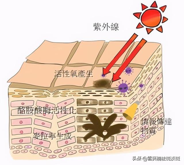 茶叶：祛斑的新选择？探索科学有效的方法与成分