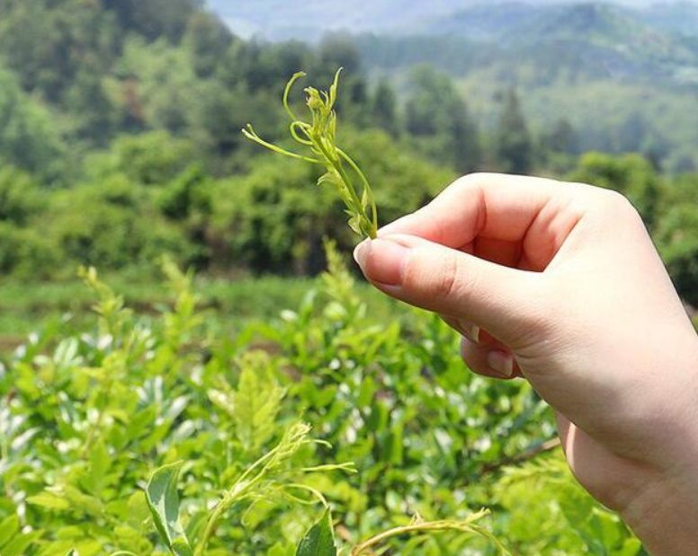 莓茶长期饮用的隐形危害：深入研究其副作用与风险