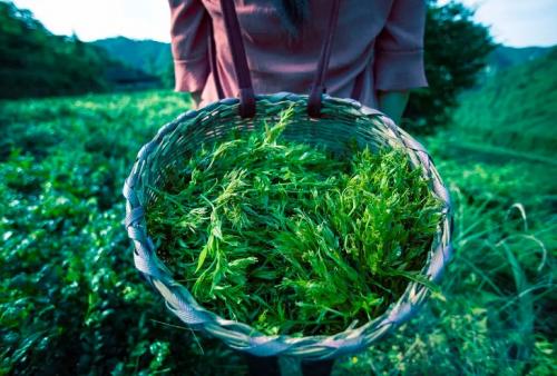 莓茶长期饮用的隐形危害：深入研究其副作用与风险