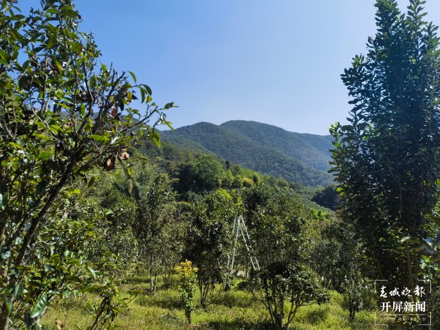 普洱茶困鹿山：探索其独特之处与位置