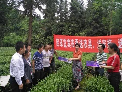 茶叶催芽过程中的挑战：如何应对采茶困难？