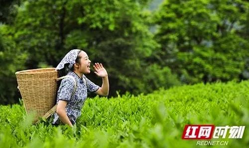 茶叶催芽过程中的挑战：如何应对采茶困难？