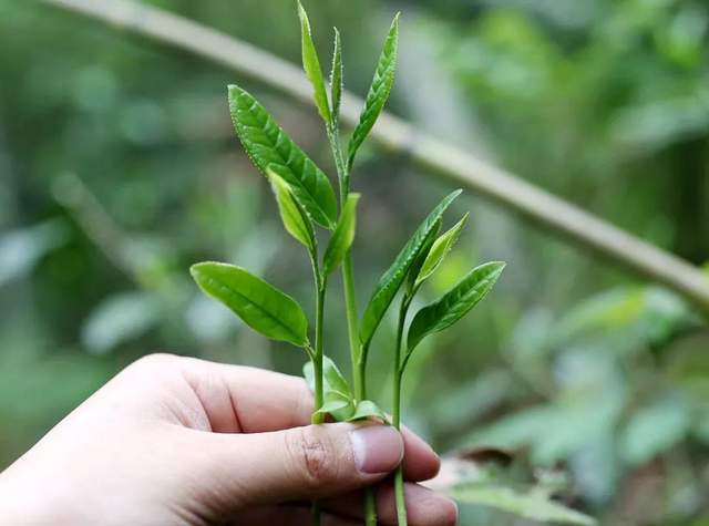 茶叶催芽采不尽