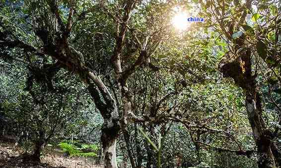 深山普洱古树茶价格分析：独特韵味与珍贵价值的探讨