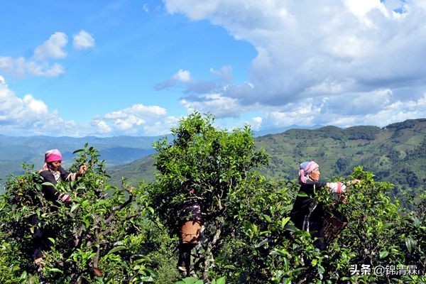 深山普洱古树茶价格分析：独特韵味与珍贵价值的探讨