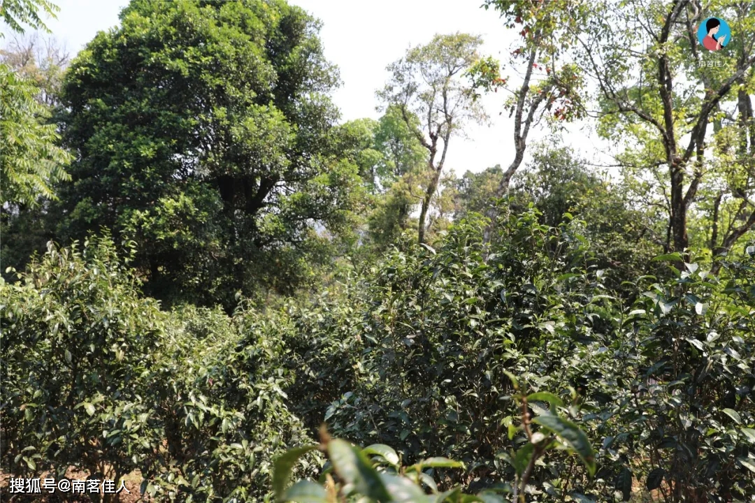 野生老树普洱茶林