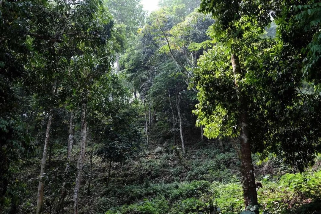 野生老树普洱茶林