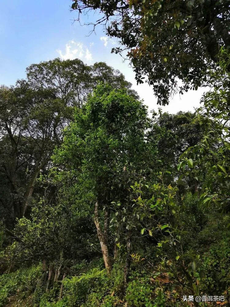 野生老树普洱茶林